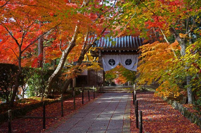 有名紅葉スポット「京都の光明寺」の撮影にチャレンジ！見頃や駐車場の情報付