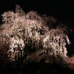 夜桜撮影に最適なお花見スポット！曇りでも桜を綺麗に撮るコツもご紹介！