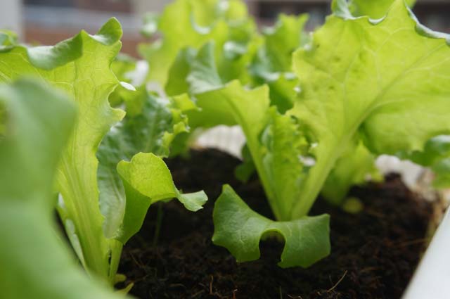 野菜の水耕栽培をもっと簡単に！植え付けまでの苗の生育比較
