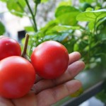 ベランダでトマトの水耕栽培にチャレンジ！成長と収穫と味見編
