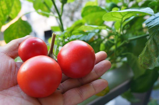 ベランダでトマトの水耕栽培にチャレンジ！成長と収穫と味見編