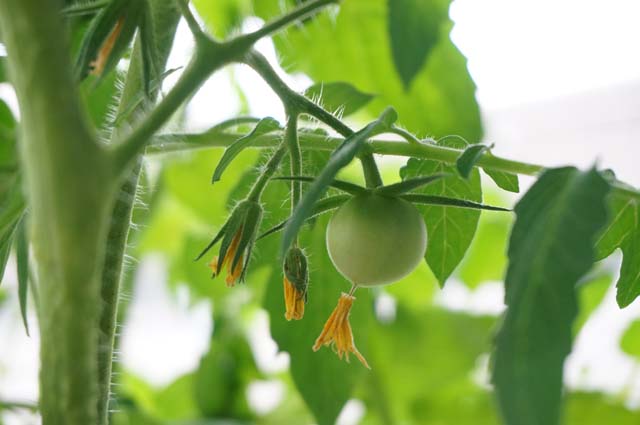 ベランダでトマトの水耕栽培にチャレンジ！苗から結実まで編