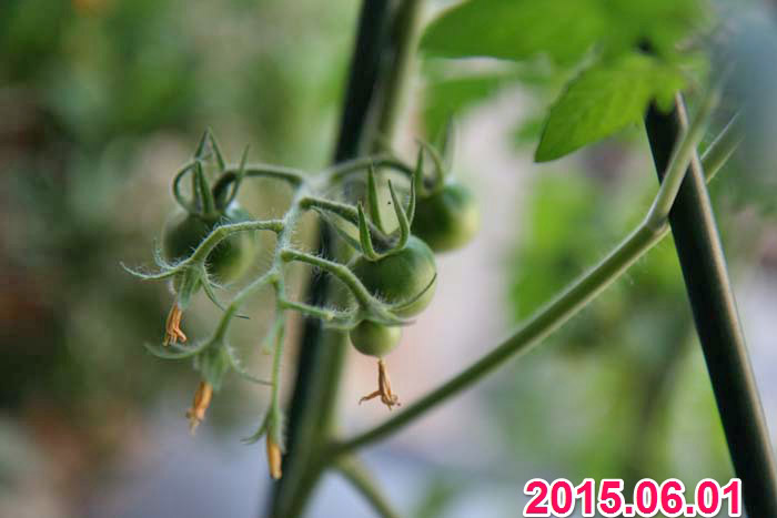 wc2015sp-tomato-grow12a