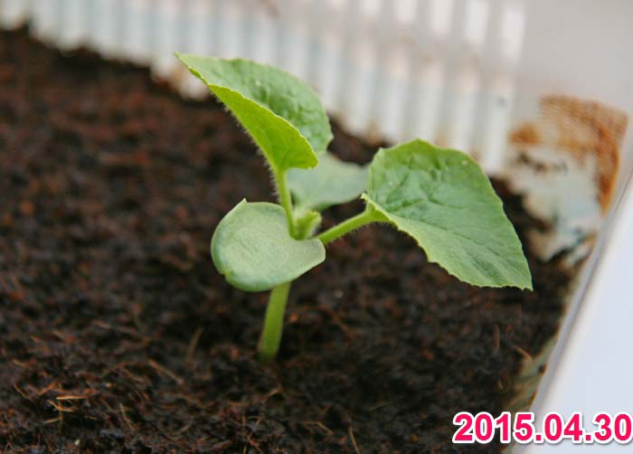 wc2015sp-melon-grow02a