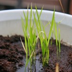 バルコニーで黒米の水耕栽培！ゆっくりだけど古代米が成長してきたよ