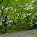 京都でしっとりと新緑を満喫できるオススメ穴場情報！混雑しないから写真撮影にも最適だよ。