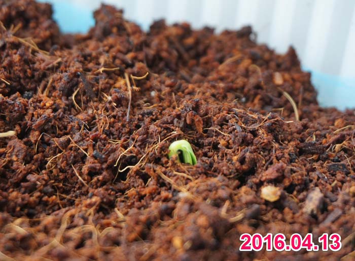 wc2016sp-meron-grow03