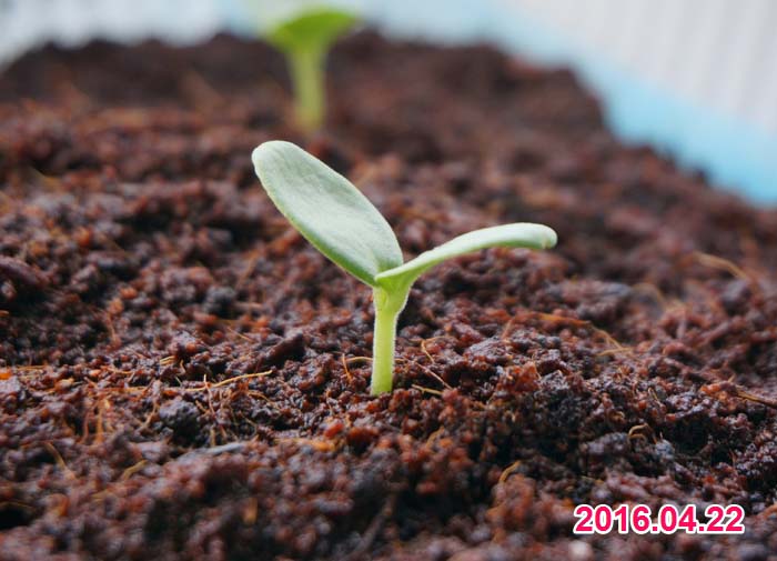 wc2016sp-meron-grow17