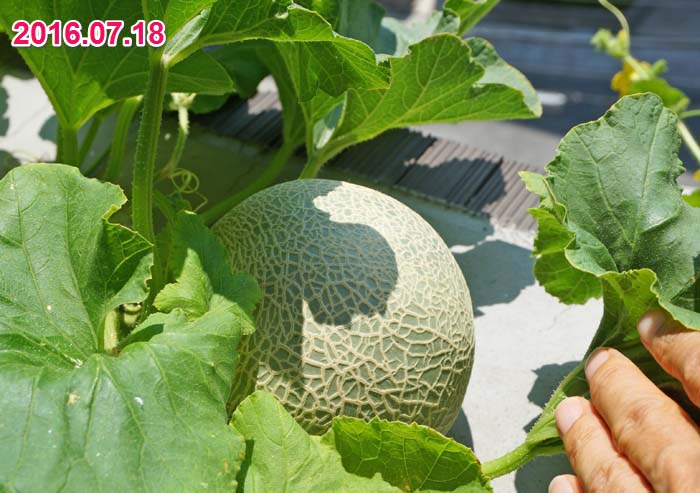 wc2016-melon-fruit-grow42