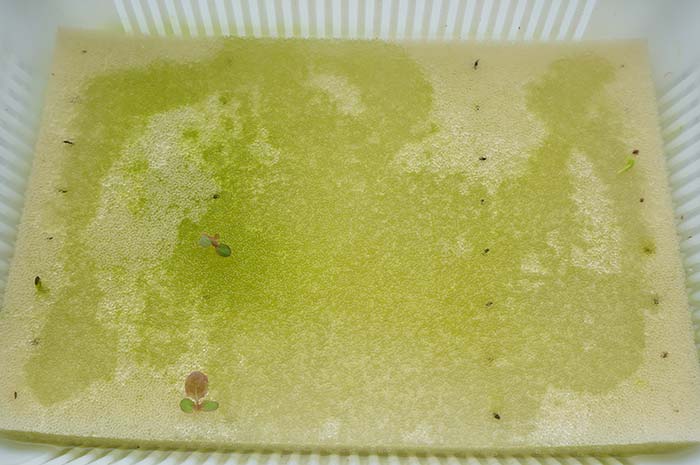 wc2016au-algae-sponge55
