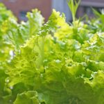 ベランダ菜園で簡単に野菜がつくれちゃうキット不要の水耕栽培の方法を紹介！