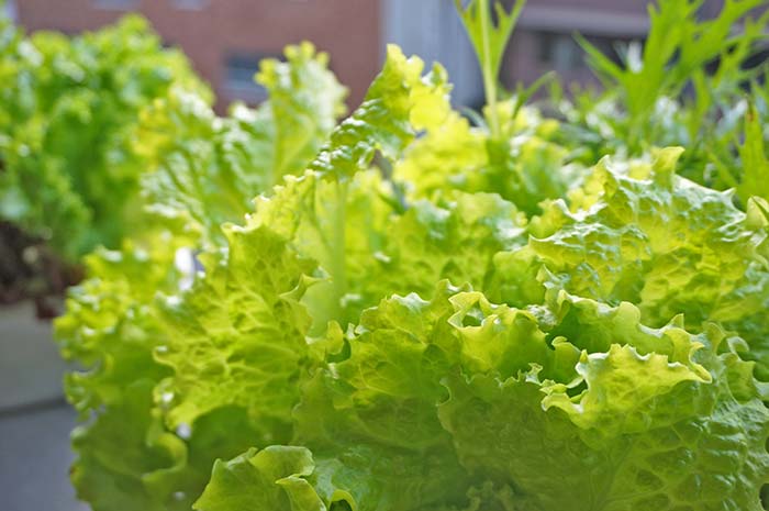 ベランダ菜園で簡単に野菜がつくれちゃうキット不要の水耕栽培の方法を紹介！