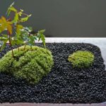 苔玉を発展させた苔の景色盆栽を作ってみた！
