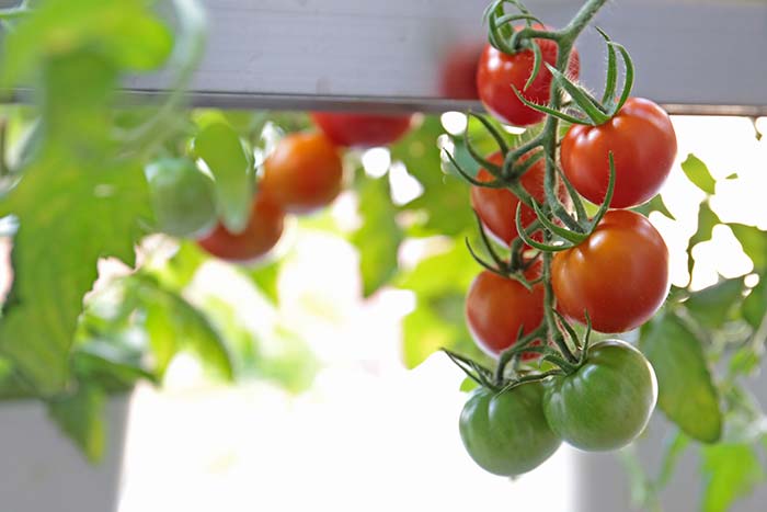 ベランダのスポンジ水耕栽培でトマトが鈴なりに！収穫したての味は？
