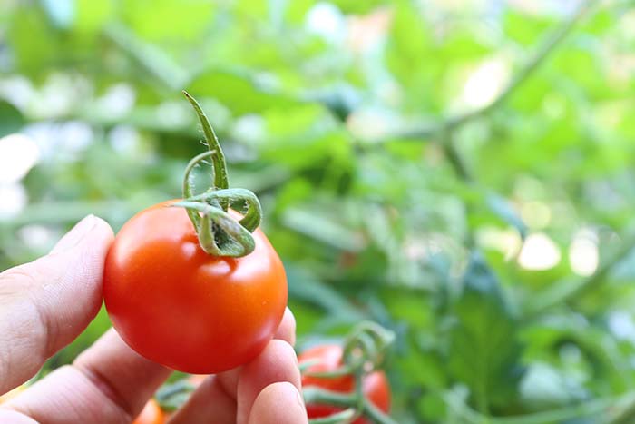 綺麗に収穫できたトマト