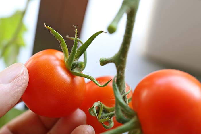 トマトの収穫の方法