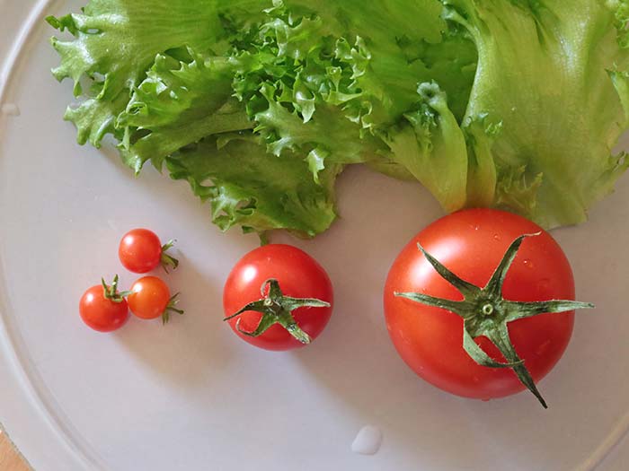 マイクロトマトと普通のトマトのサイズ比較