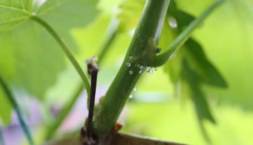ぶどうの茎の水滴みたいな粒々は一体何？瀬戸ジャイアンツ栽培体験記