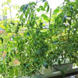 トマトが驚くほど元気に大きく育つ！水耕栽培キットMASUCOマスコの栽培記録