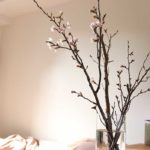 冬に咲く桜の枝をガラス花瓶に生けてみた！すごい存在感で部屋がセンスアップするよ♪