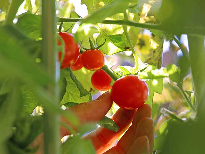 水耕栽培のトマトを優しく収穫