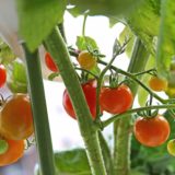 冬でも実る水耕栽培のトマト