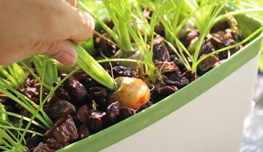 ほぼ水耕栽培でニンジンを栽培！ラブリーキャロットの楽しい収穫と味見！