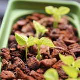 小豆をほぼ水耕栽培で育てる！春の種まきの方法と発芽！