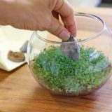 『育てる水草』でボトルアクアリウム！作り方が簡単で初心者におすすめ！