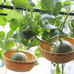 メロンの吊りカゴ空中栽培！ベランダ菜園で超おしゃれに育てる方法！
