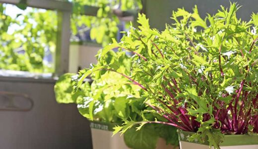 秋冬に栽培するなら水菜が簡単でおすすめ！プランターで土を使わない育て方！