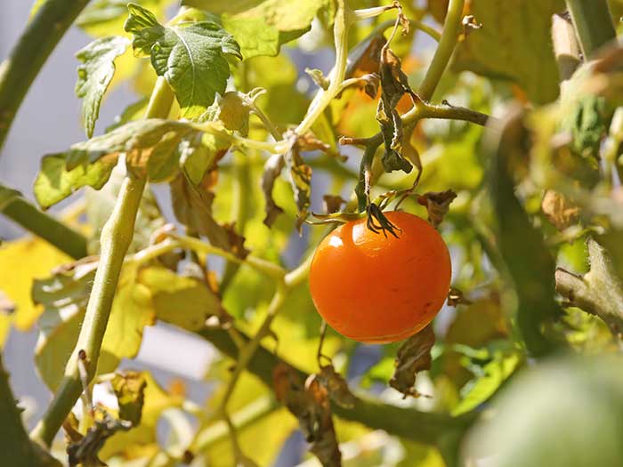 オレンジ色に熟したトマト