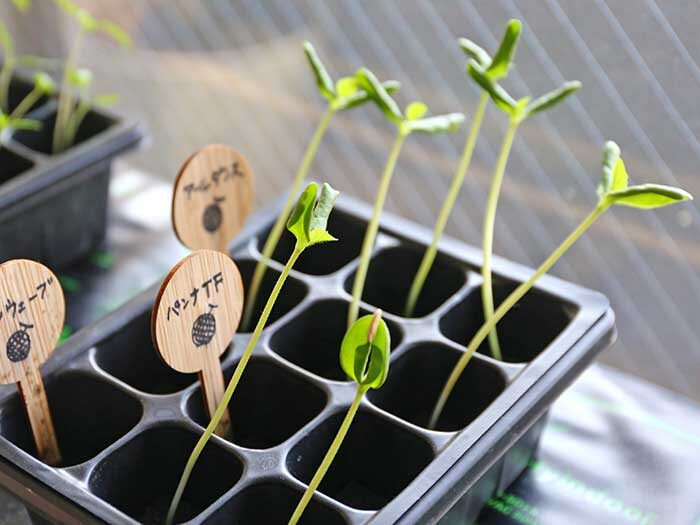発芽マットで大きく育ったメロンの苗