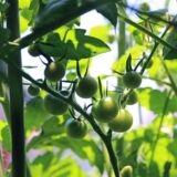 栽培するトマトの品種に迷ったら寄せ植え栽培で全部まとめて育てて解決！