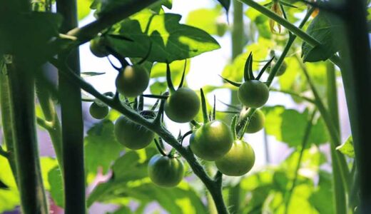 栽培するトマトの品種に迷ったら寄せ植え栽培で全部まとめて育てて解決！
