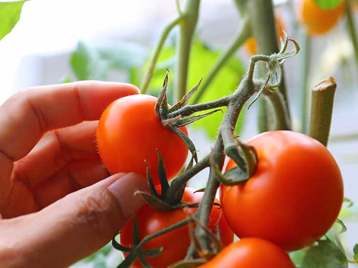 トマトの収穫タイミングが分かるヘタの部分