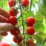 トマトの収穫時期とタイミング！損しないで収穫量を増やす方法！