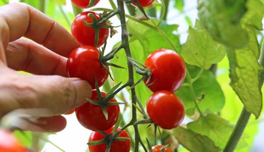 トマトの収穫時期とタイミング！損しないで収穫量を増やす方法！