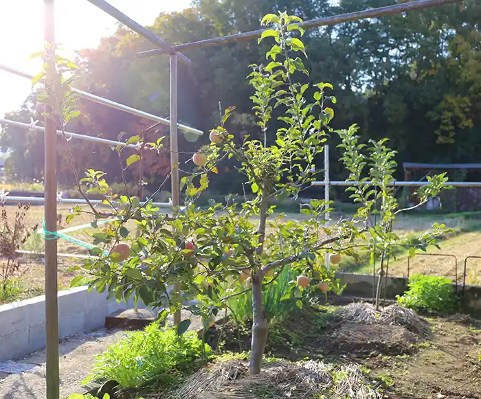庭の畑に植えたリンゴの木