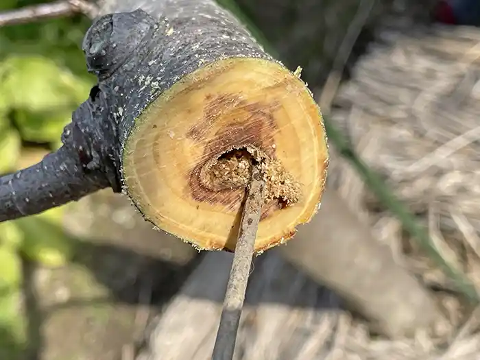 木くずが詰まった穴