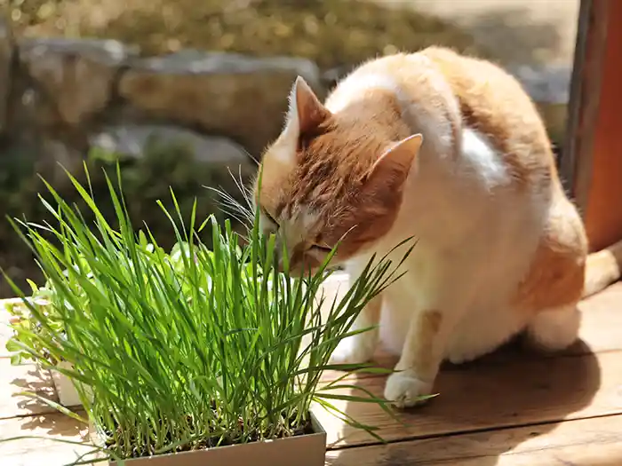 育てたネコ草を食べるネコ