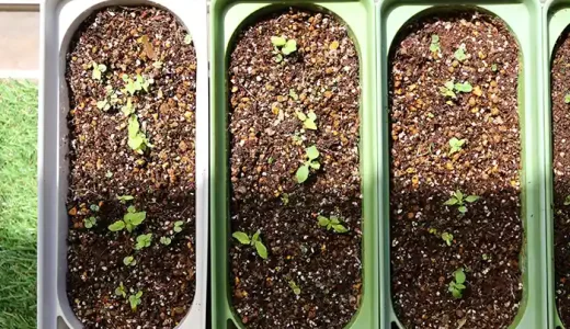 野菜を育てやすい場所はどこ？屋外・室内窓際・LED照明で比較栽培！