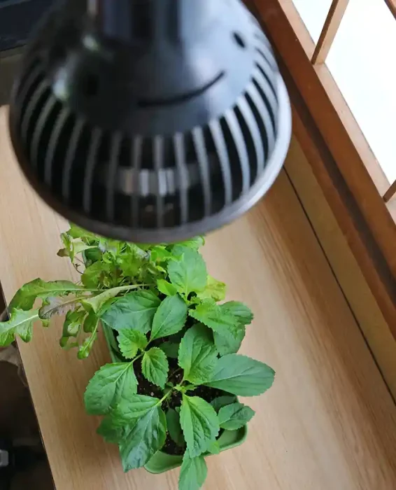 野菜の栽培に最適なLED照明