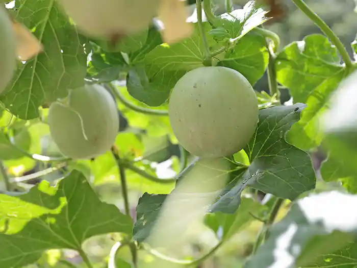 空中栽培で育っているメロンの実