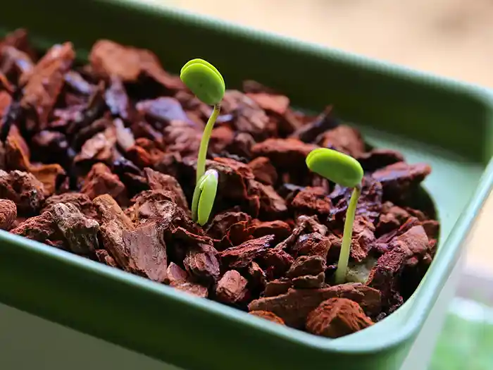 発芽した黒豆の種