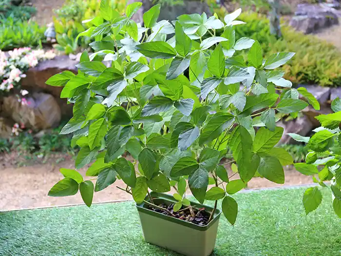 大きく成長したプランター栽培の黒豆