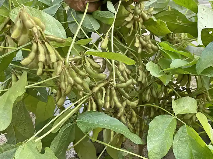 大豊作の黒豆の枝豆