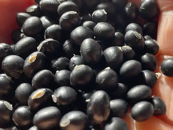家庭菜園で収穫した黒豆