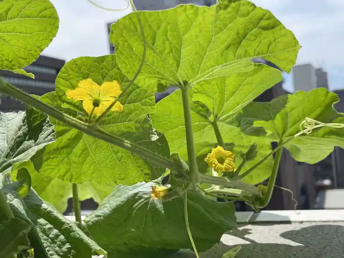 ベランダ菜園の水耕栽培のメロン