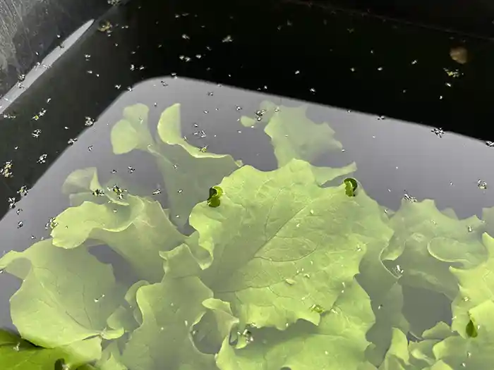 水面に浮かんでくるアブラムシ